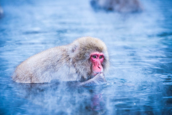 Wandbild Snow monkey Japan